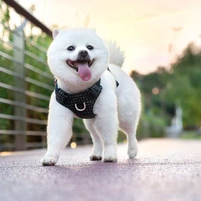 NightBright LED Dog Harness on a happy white dog walking at sunset, showcasing its reflective safety features.