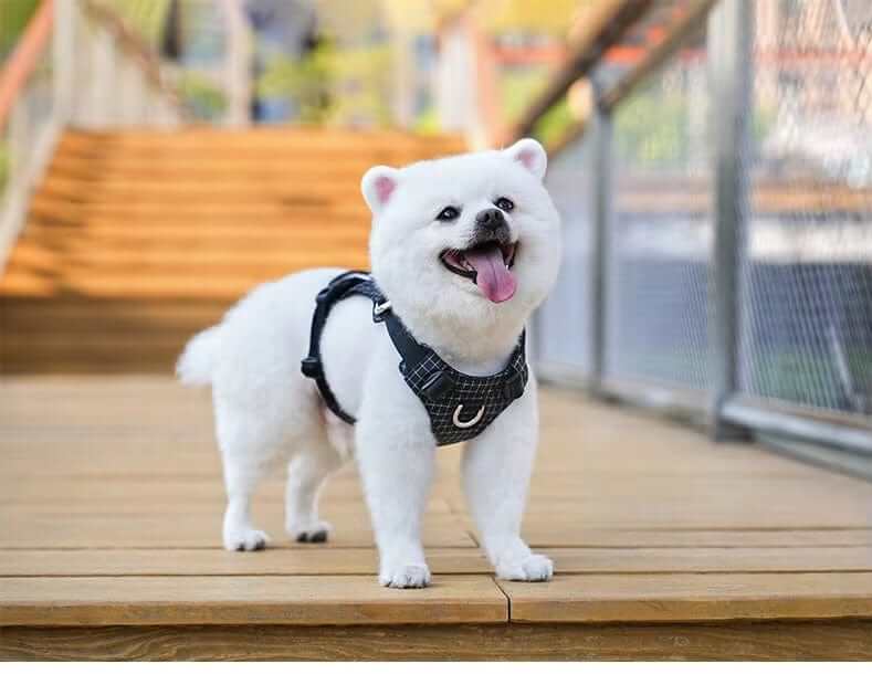 NightBright LED Dog Harness on a fluffy white dog, showcasing its comfort, style, and visibility for nighttime walks.
