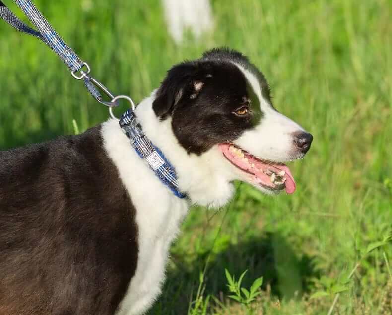 NightSafe Neoprene Dog Collar on a dog, showcasing its comfort, safety features, and reflective stitching for nighttime visibility.