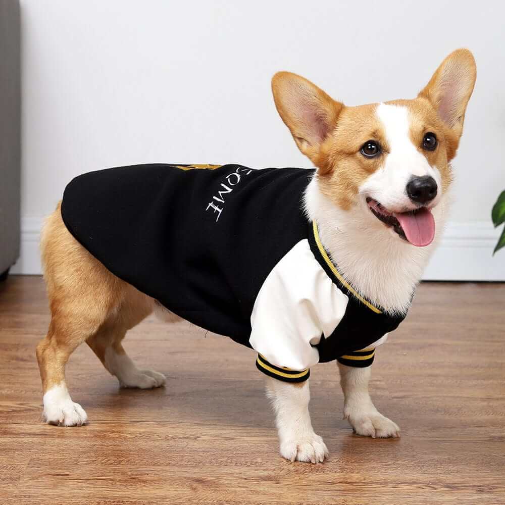 Number 8 Sporty Dog Hoodie on a Corgi, stylish, cozy, perfect for small to medium dogs by Dogs & Cats.