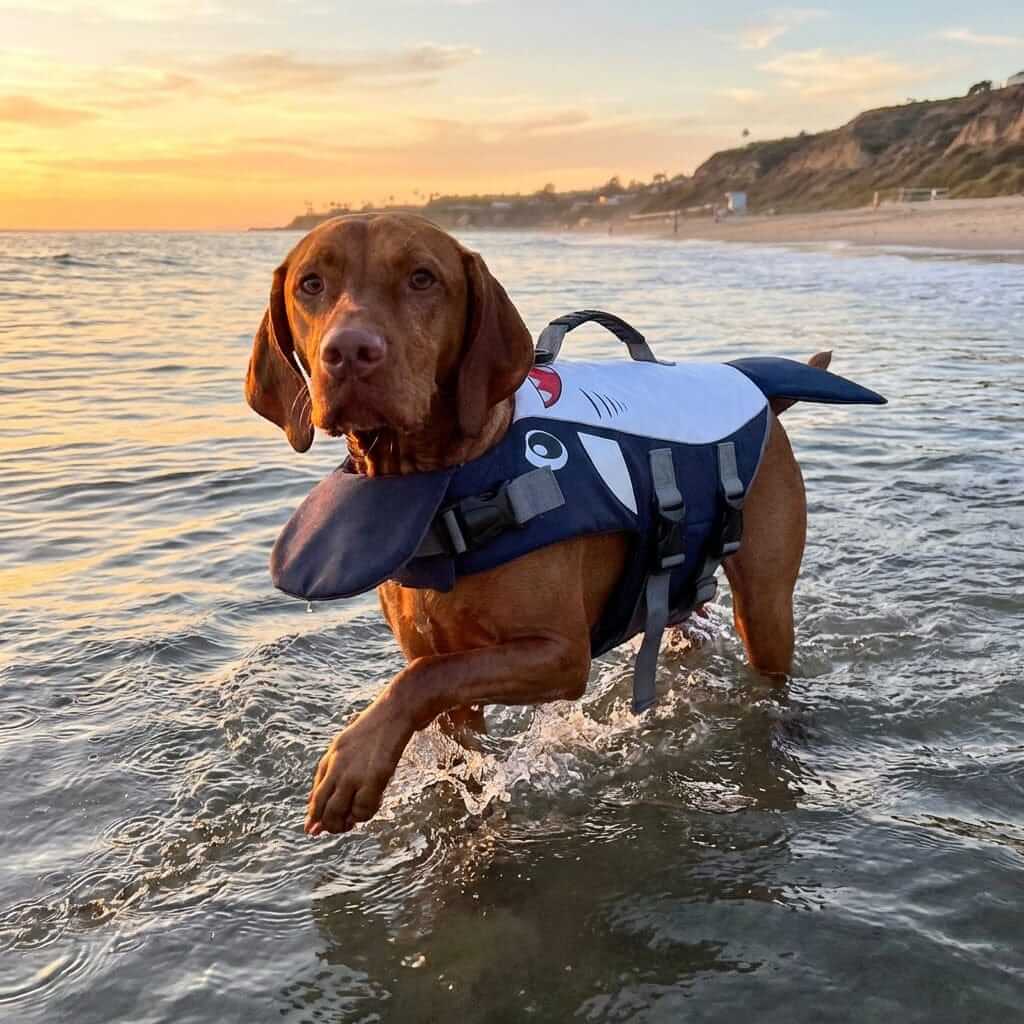 OceanGuard Shark Dog Life Vest on a dog in water, maximizing safety and style for water adventures.