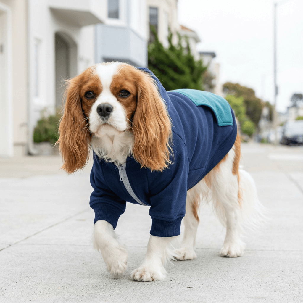 Pacific Style Dog Hoodie on a Cavalier King Charles Spaniel, featuring fleece, stylish design, by Dogs & Cats.