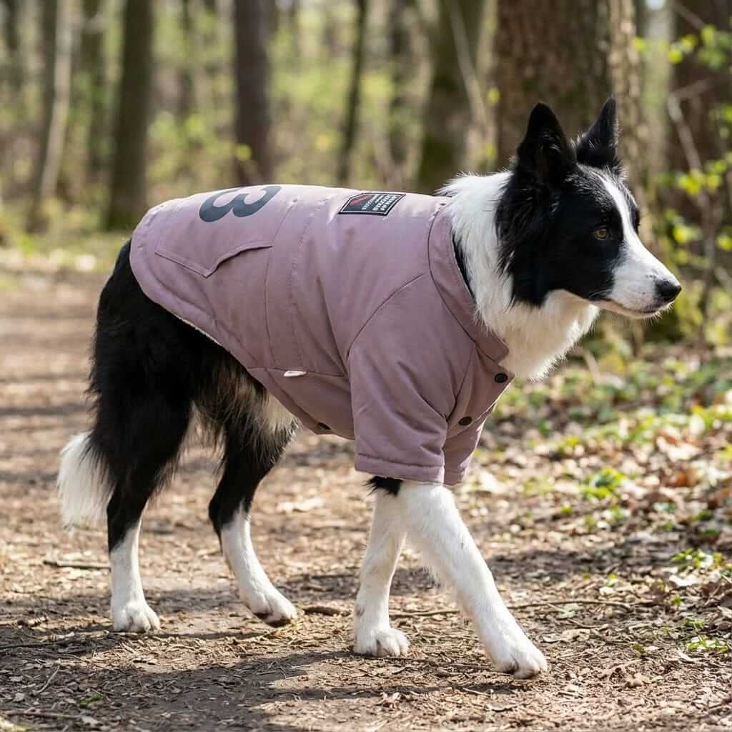 Paws For Effect Winter Dog Coat on a black and white dog walking in the forest, featuring breathable fabric and comfortable design.