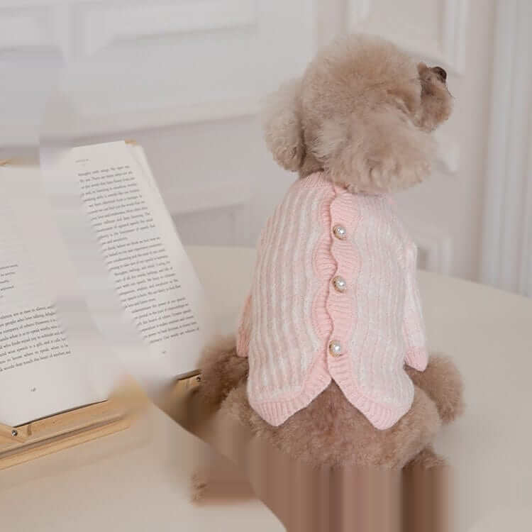 Pearl Knit Dog Sweater on a poodle showcasing its elegant design, featuring pearl detailing and a warm, stylish fit.