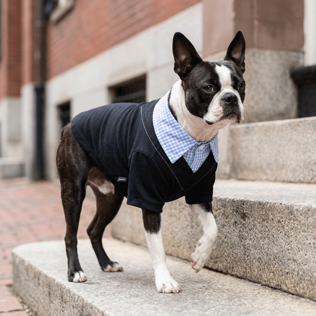 Stylish dog wearing Plaid Collar Dog Shirt by Dogs & Cats brand, featuring a plaid pattern and comfortable fit.