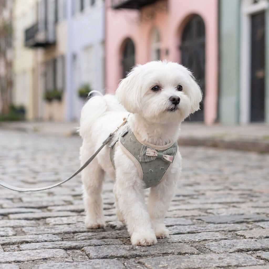 Plaid Soft Mesh Dog Harness on a small white dog walking outdoors, featuring soft padding and comfort for pets.