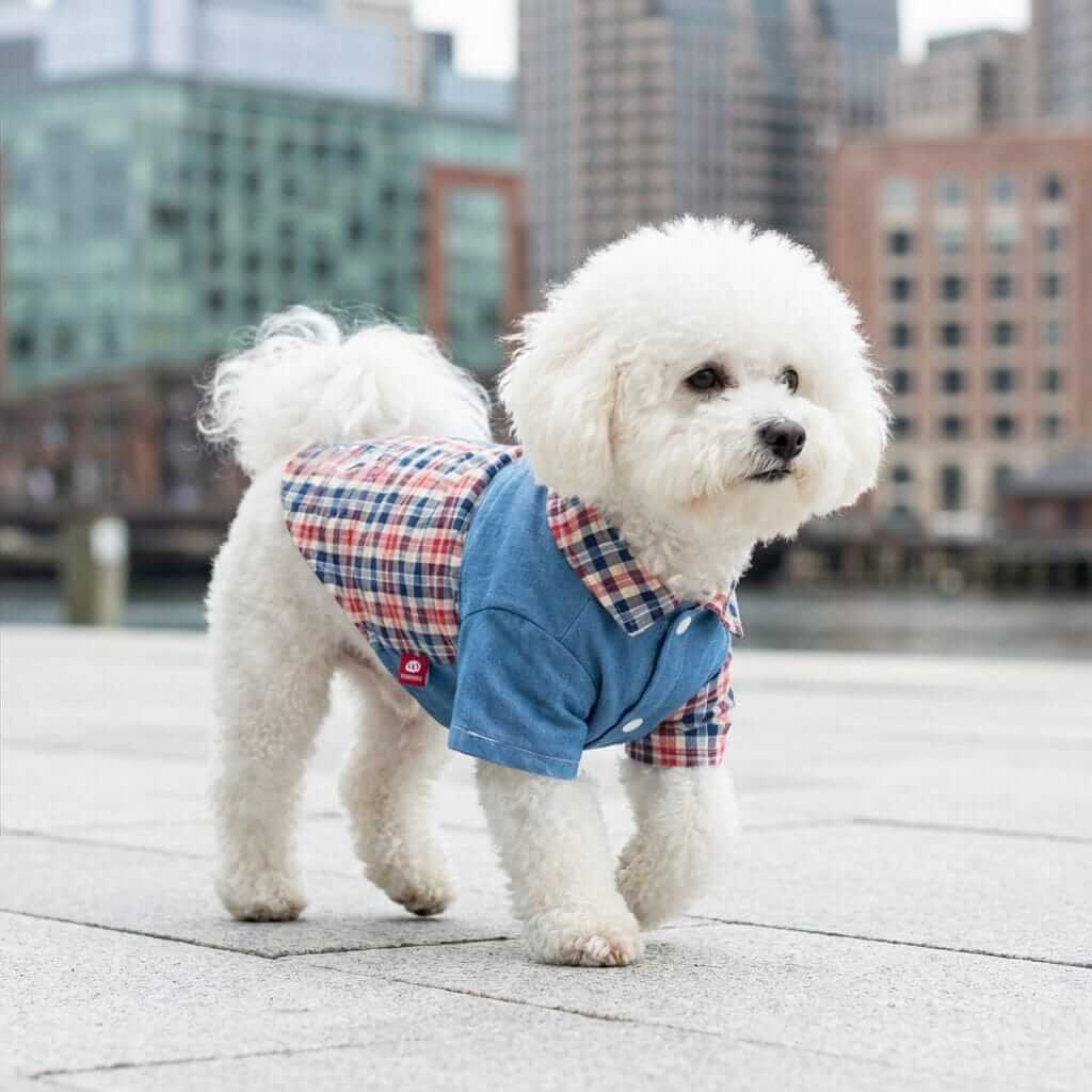 Dog wearing Plaid Stitching Bichon Poodle Shirt walking in the city, showcasing its stylish and comfortable design.
