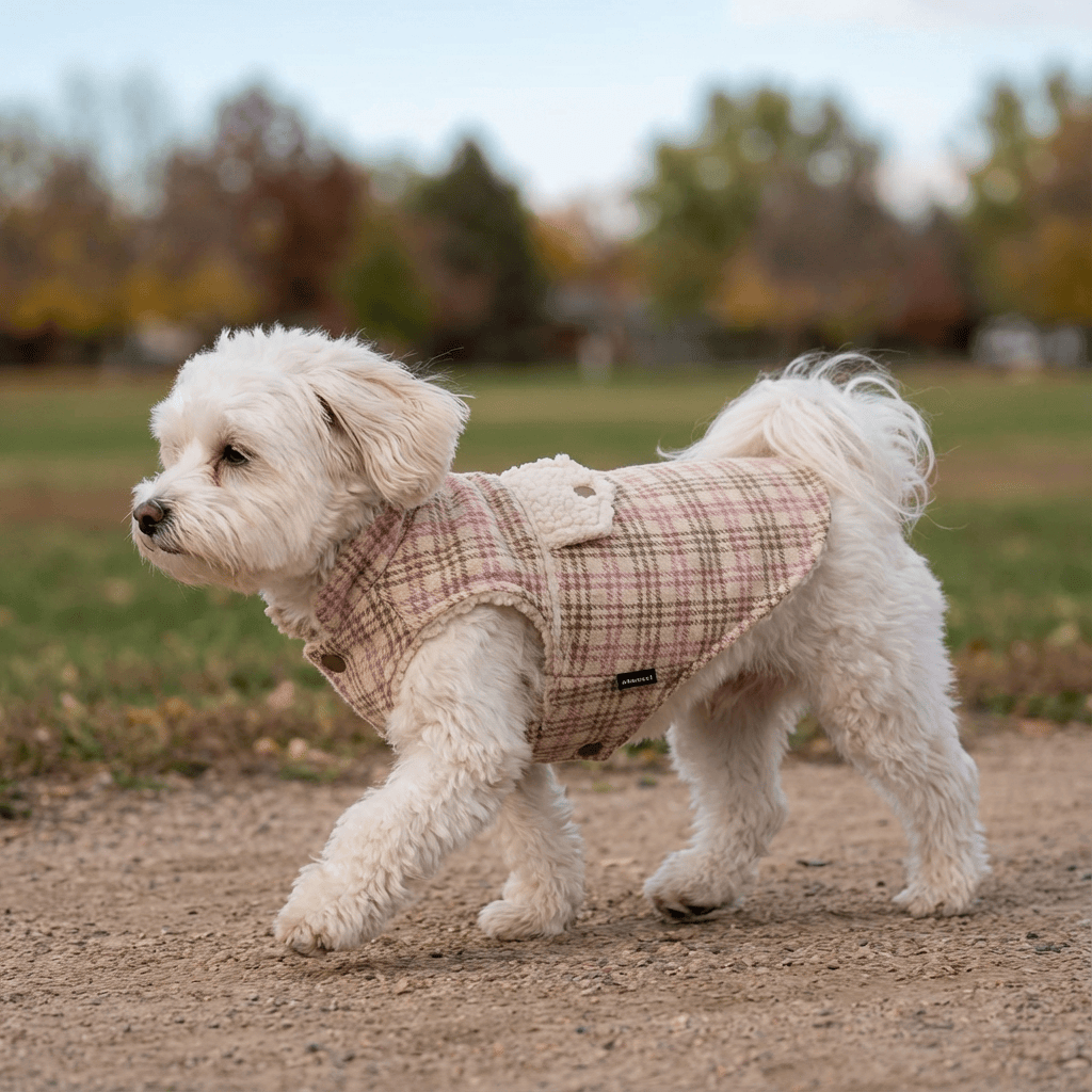 Plaid Velvet Warm Padded Dog Vest on a white dog walking in a park, showcasing comfort and style for Dogs & Cats.