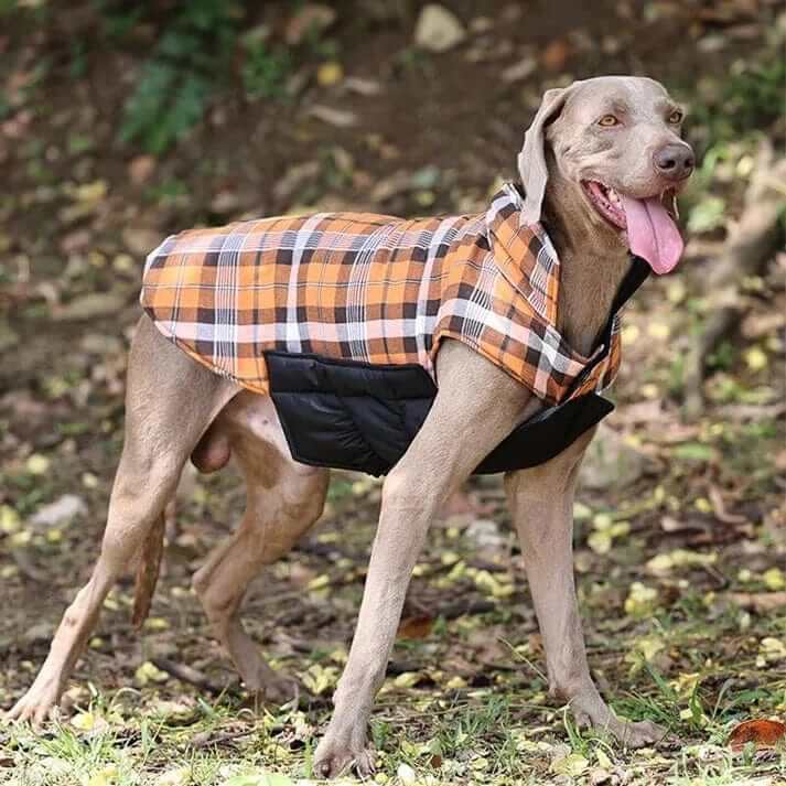 PlaidShield Waterproof Dog Jacket on a happy dog, featuring classic plaid pattern, for warmth and style in cold weather.