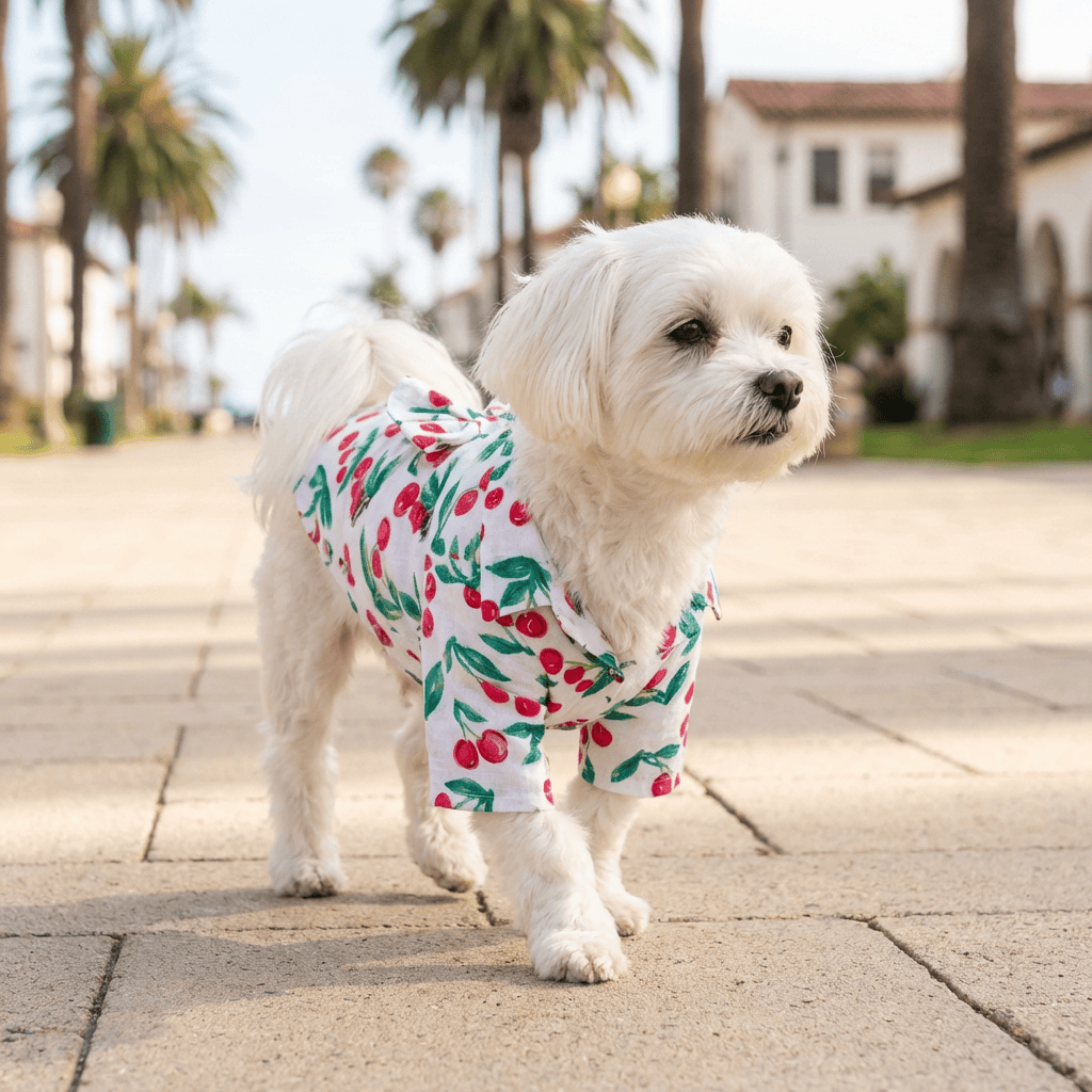 Printed Hawaiian Dog Shirt on a fashionable dog walking outdoors, showcasing trendy print and comfortable cotton material.