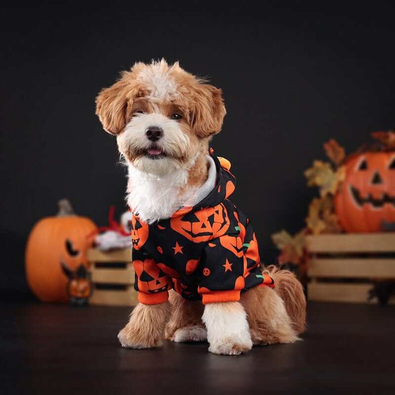 Adorable dog wearing Pumpkin Paws Pet Costume, perfect for Halloween celebrations and small breeds.