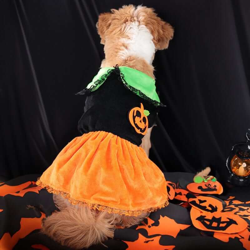 Small dog wearing Pumpkin Paws Pet Costume with pumpkin design, perfect for festive celebrations and Halloween.