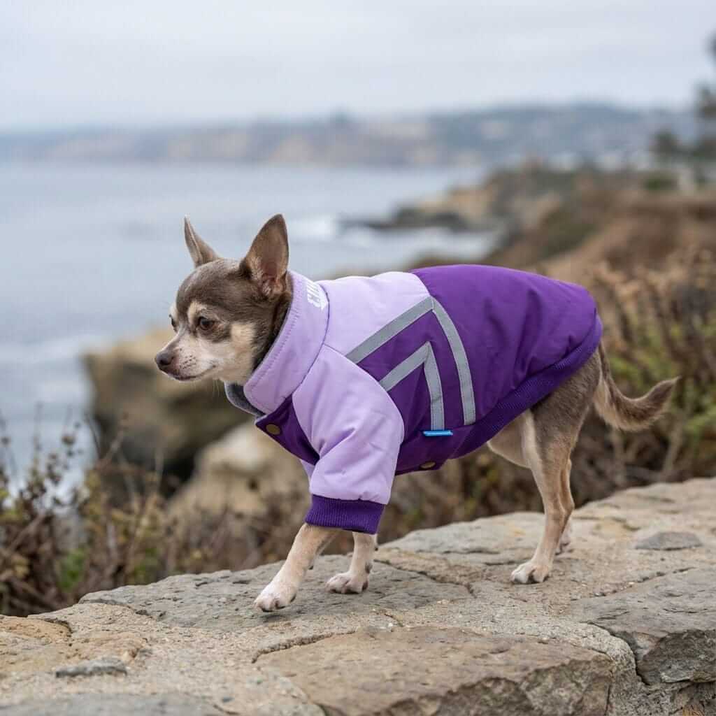 Puppy Reflective Strip Winter Dog Coat on a small dog by the coast, featuring breathable fabric and a stylish design.