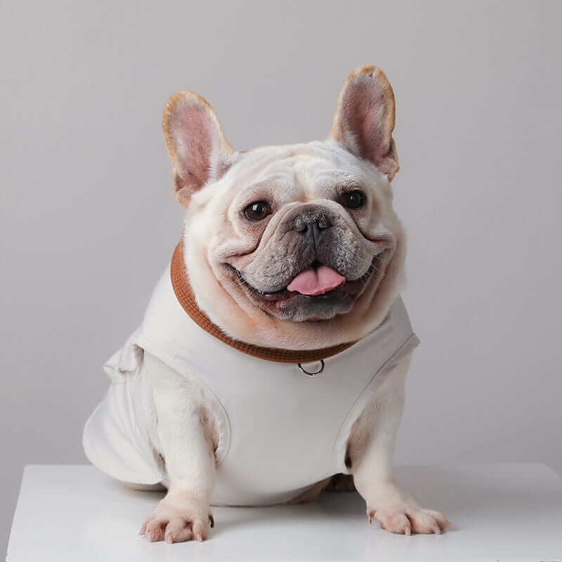 PupShield Waffle Dog Jacket on a French Bulldog, showcasing ultimate comfort and style for pets.