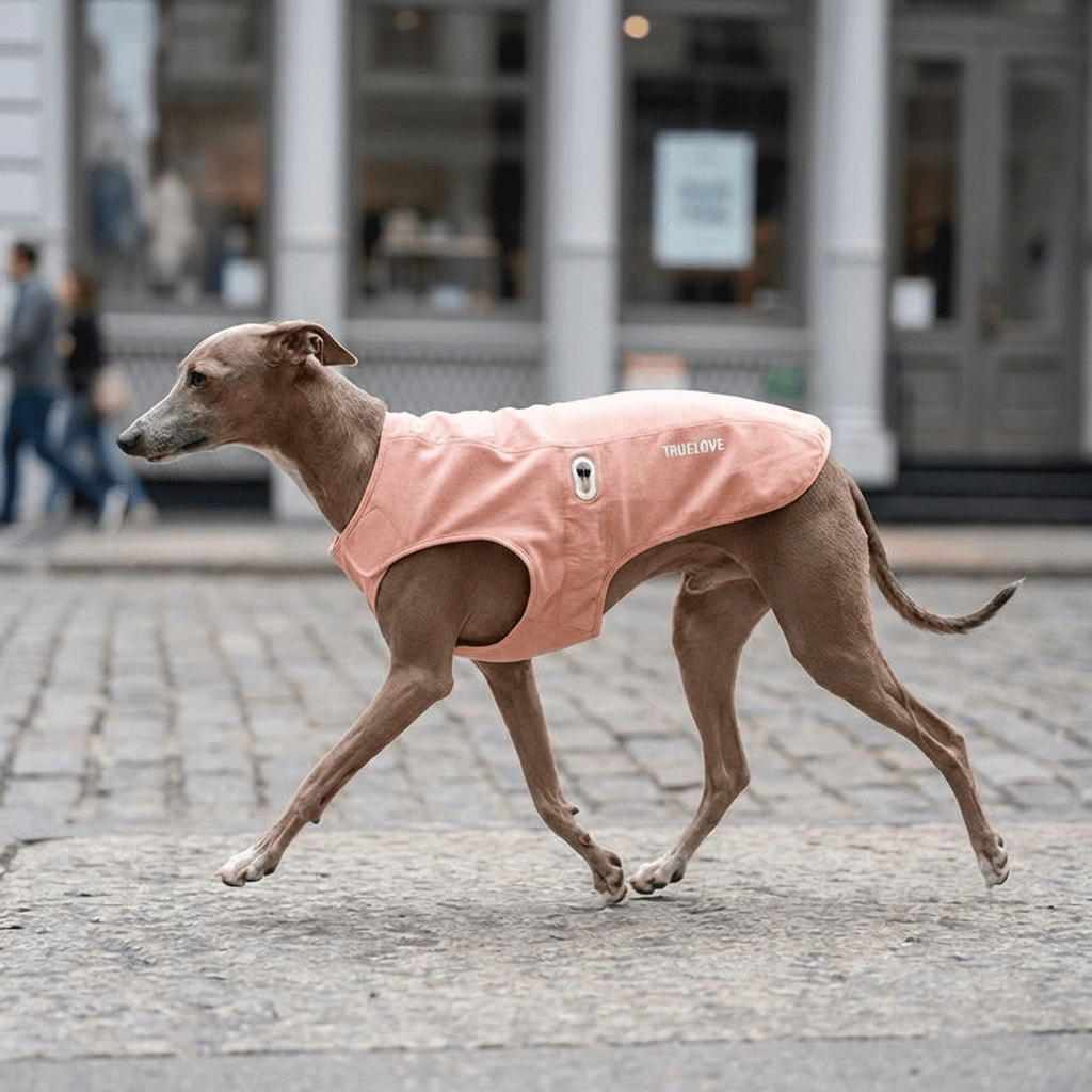 PureGuard Antibacterial Comfort Coat for dogs, lightweight, breathable, sleek fit, Dogs & Cats brand.