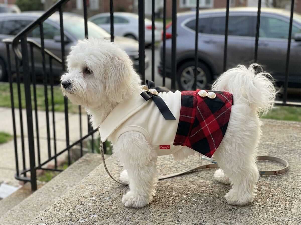 Queen Of Peals Plaid Skirt Dress on a dog, featuring plaid pattern, bowknot, and breathable fabric by Dogs & Cats.
