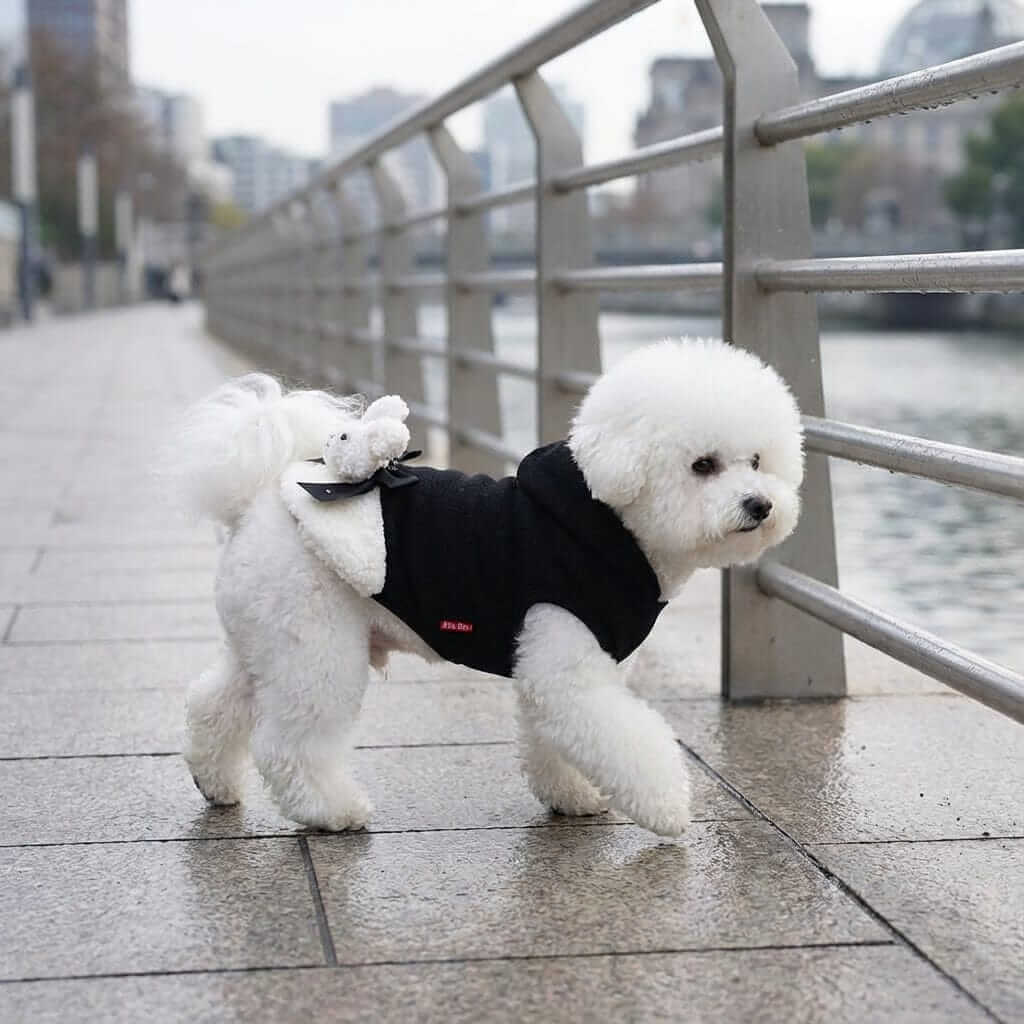 Adorable dog wearing the Rabbit Cuteness Wool Dog Sweater, featuring soft fabric and a two-legged style for comfort.