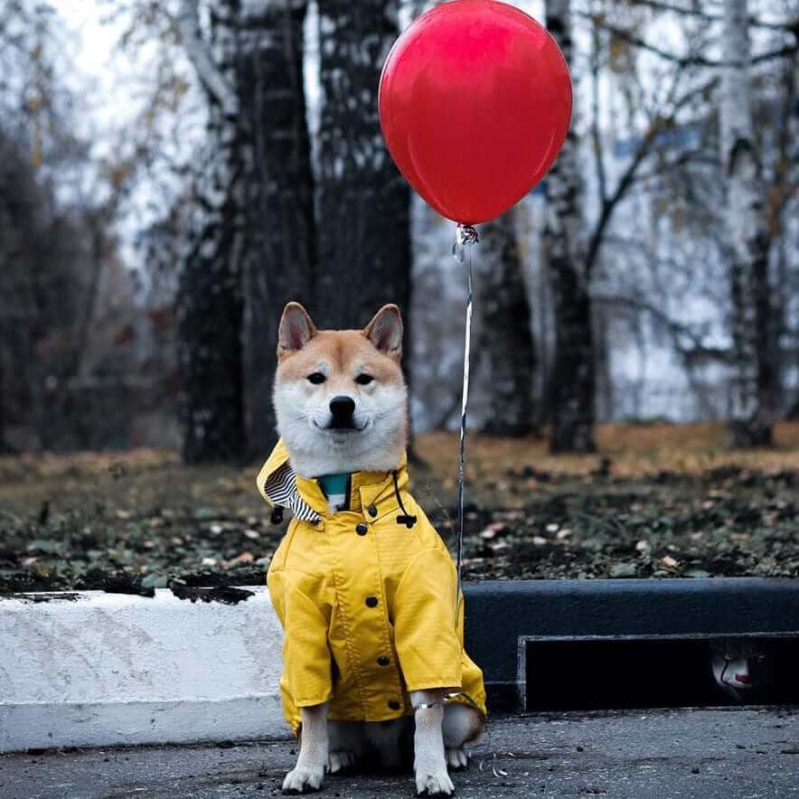 Raindrop Defender Dog Jacket on a Shiba Inu with a red balloon, stylish and functional for rainy days.