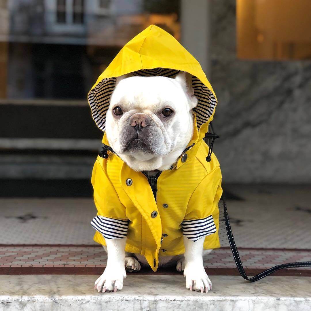 Raindrop Defender Dog Jacket, hooded raincoat for dogs, stylish yellow design, Dogs & Cats.