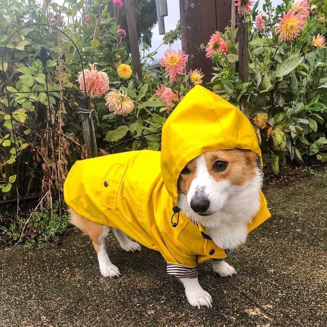 Raindrop Defender Dog Jacket on a corgi in a vibrant yellow raincoat, protecting against rain and wind, ideal for Dogs & Cats.