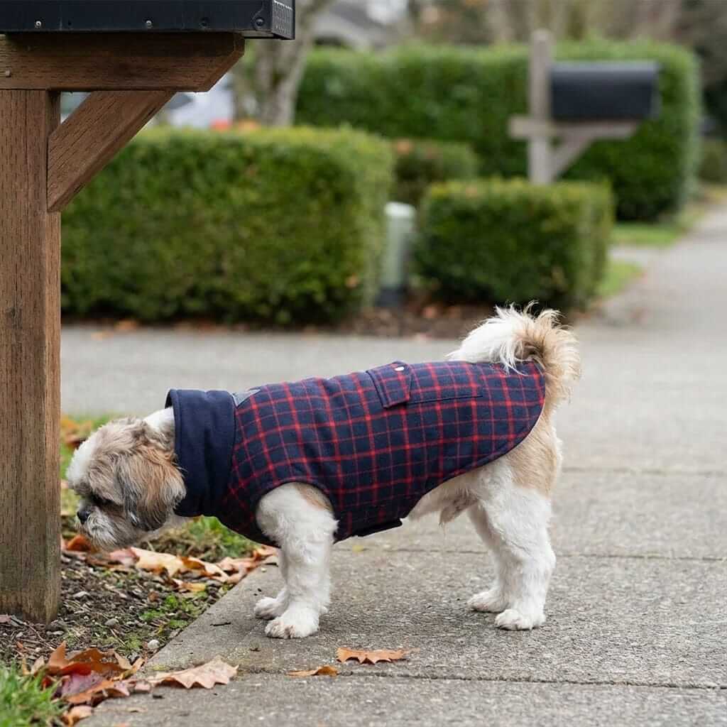 Reflective Charge Dog Winter Coat on a small dog, featuring breathable fabric, lightweight design, and easy wear for comfort.