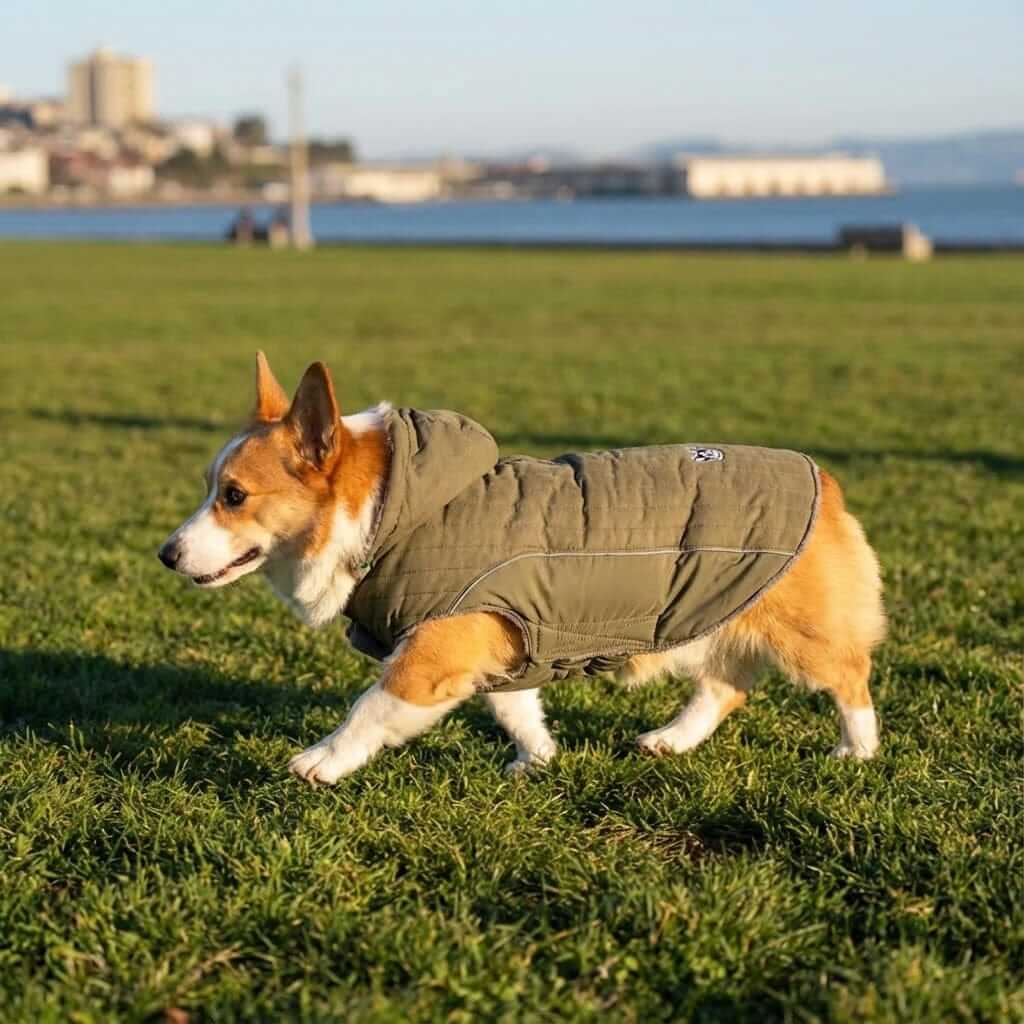 Corgi wearing a Removable Hood Dog Jacket, designed for warmth, with fur trim, perfect for dogs and cats.