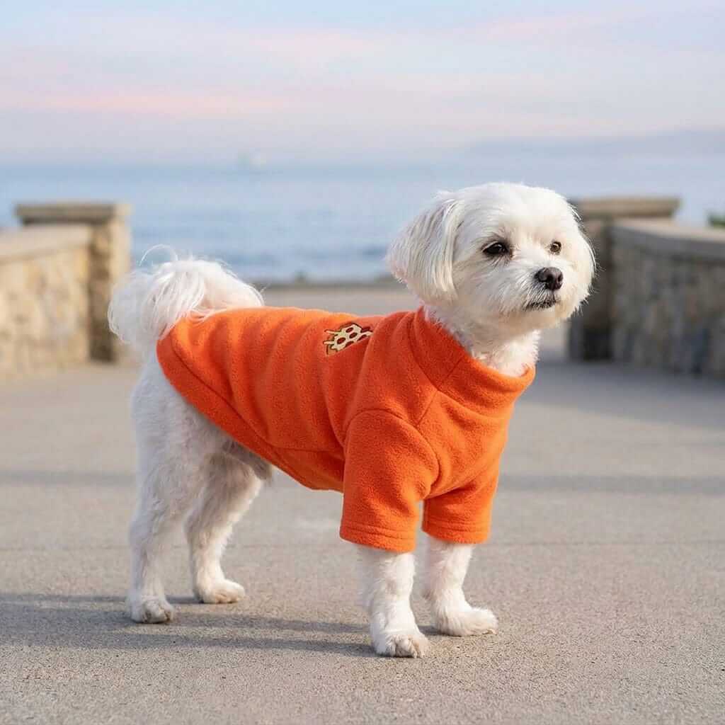 Restaurant Desires Dog Sweater on a small dog by the beach, featuring breathable fabric and short sleeves.