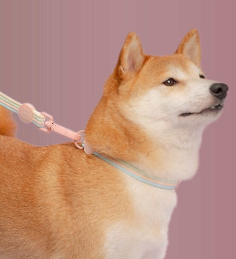 RetroRecord Dog Harness Set on a Shiba Inu, showcasing vintage style, comfort, and secure fit for small to medium dogs.