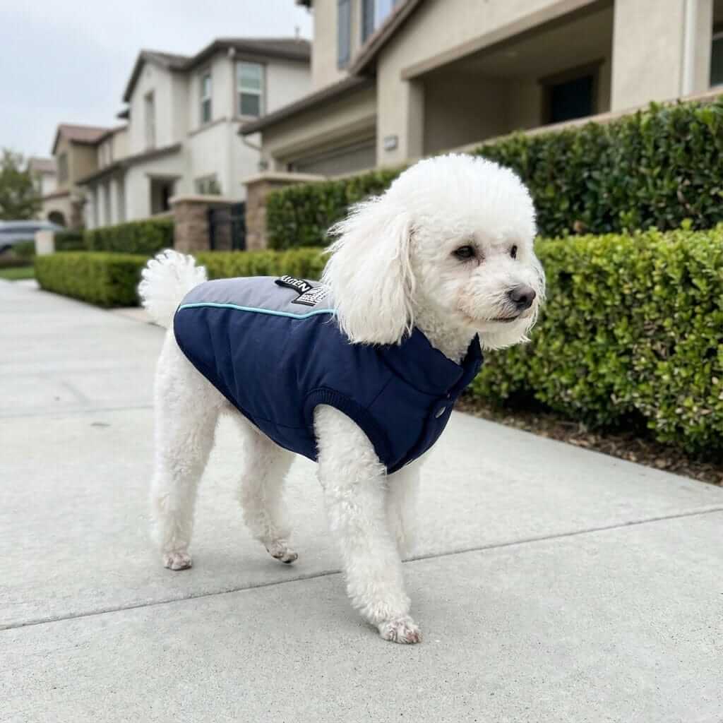 Ribbed Hem Dog Jacket on a white poodle, features water-repellent shell, perfect for winter weather by Dogs & Cats.