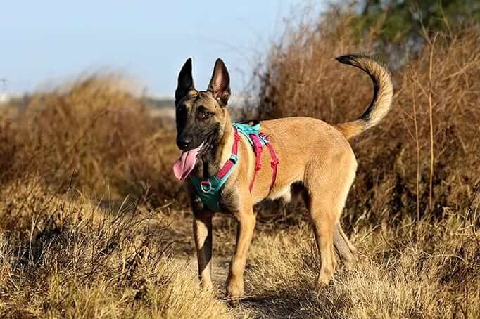A happy dog wearing a SecureFit No-Pull Dog Harness, showcasing comfort and safety during outdoor adventures.