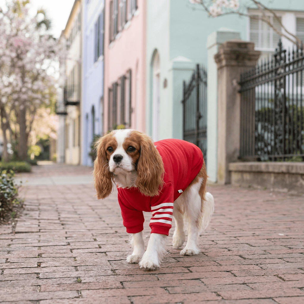 Short Sleeve Dog Sweater on a Cavalier King Charles Spaniel walking on a picturesque street, featuring a breathable round neckline.