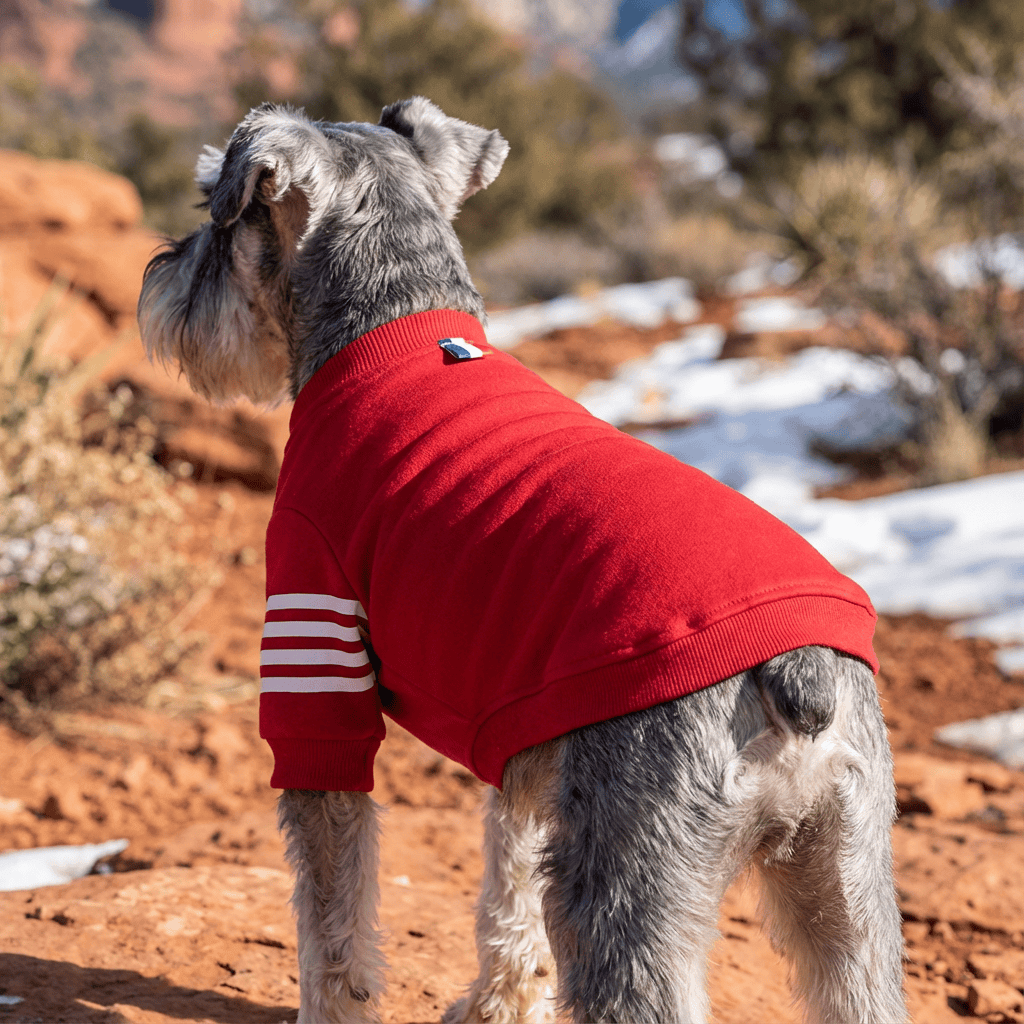 Short Sleeve Dog Sweater on a dog outdoors with a sporty look, showcasing soft cotton, short sleeves, and a round neckline.