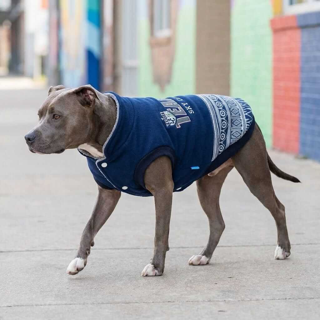 Sky Climb Team Dog Jacket on a stylish dog walking outside, featuring breathable fabric and plush lining for warmth.