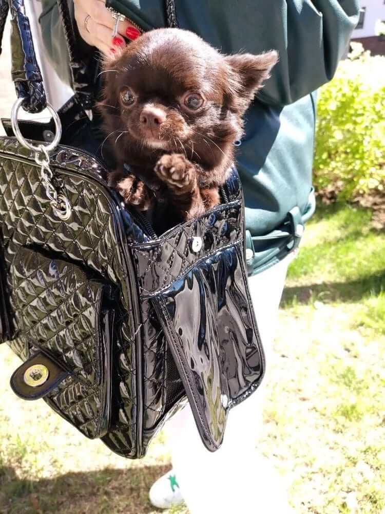 Sleek Leather Pet Carrier with small Chocolate Chihuahua peeking out, perfect for dogs & cats adventures.