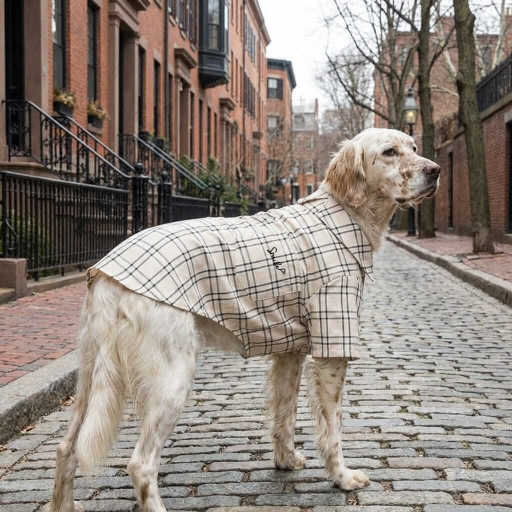 Smile Embroidered Plaid Dog Shirt on a stylish dog walking down a cobblestone street. Features soft fabric and button closure.