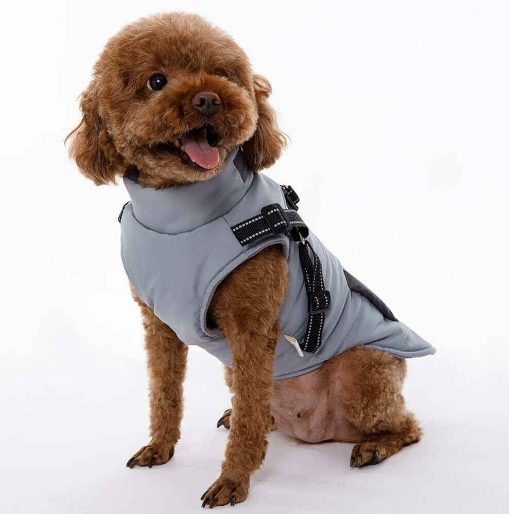 Small dog wearing a SnugglePup Fleece Vest, showcasing comfort, warmth, and practical features for Dogs & Cats.