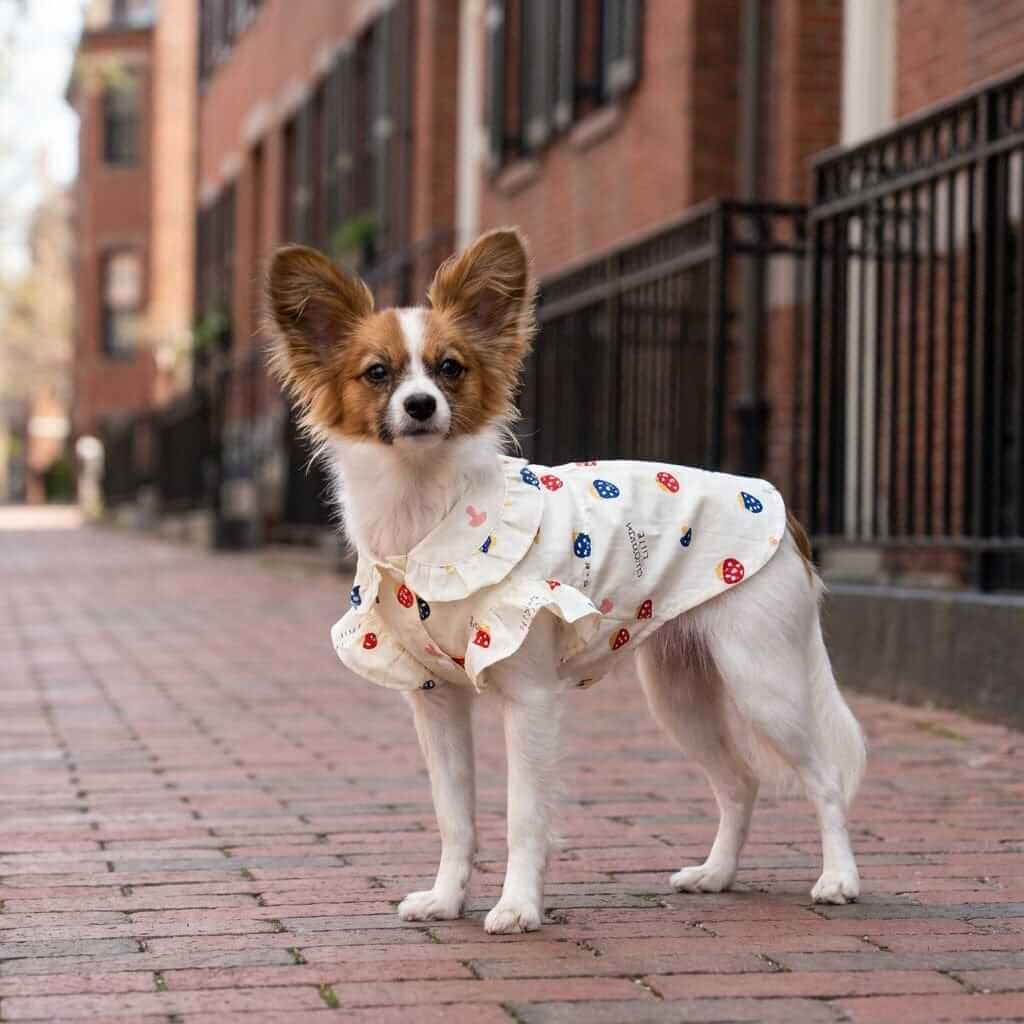 So Lovely Lightweight Shirt Dress on a dog, featuring short sleeves and a vibrant pattern from Dogs & Cats.