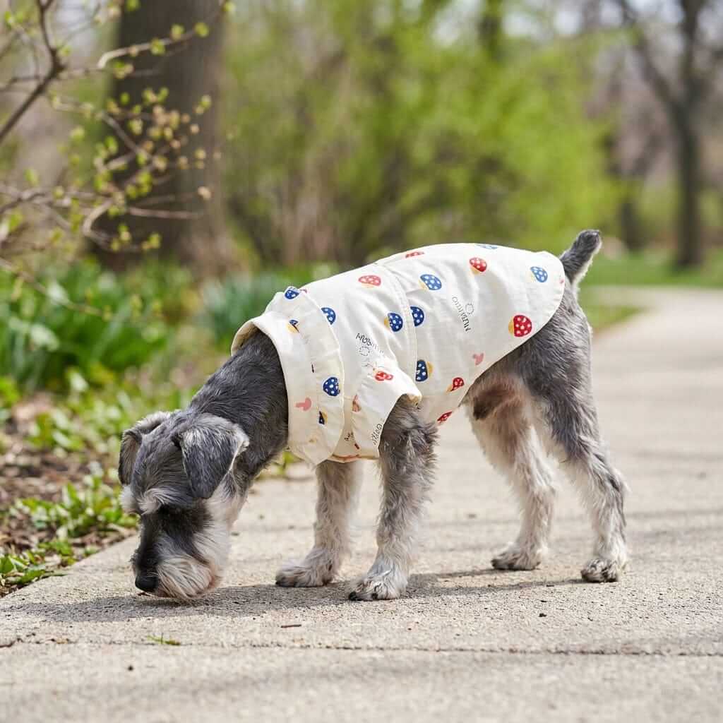 So Lovely Lightweight Shirt Dress on a dog, featuring a high neck, short sleeves, and vibrant pattern by Dogs & Cats.