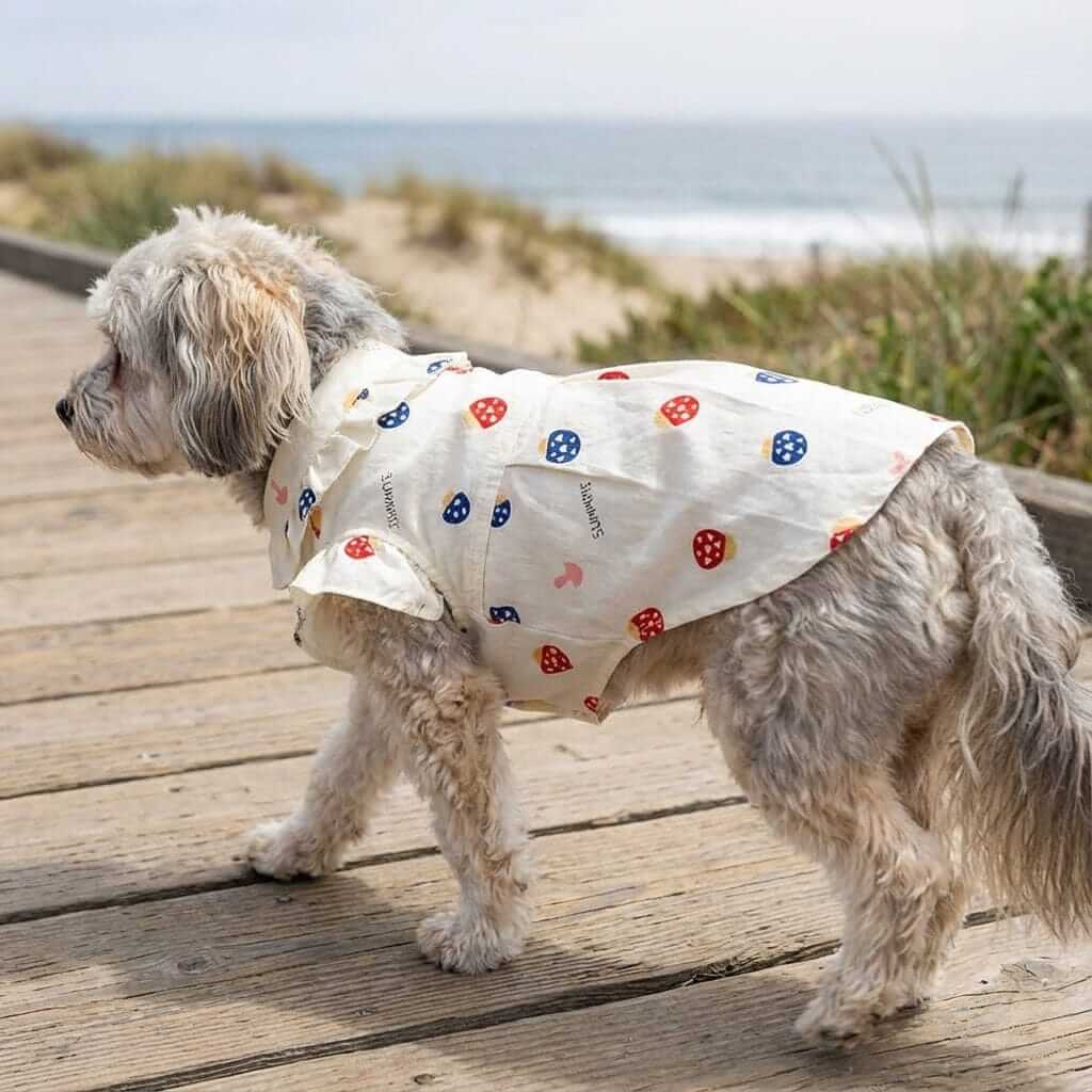 So Lovely Lightweight Shirt Dress on a small dog walking along the beach trail, featuring a high neck and short sleeves.