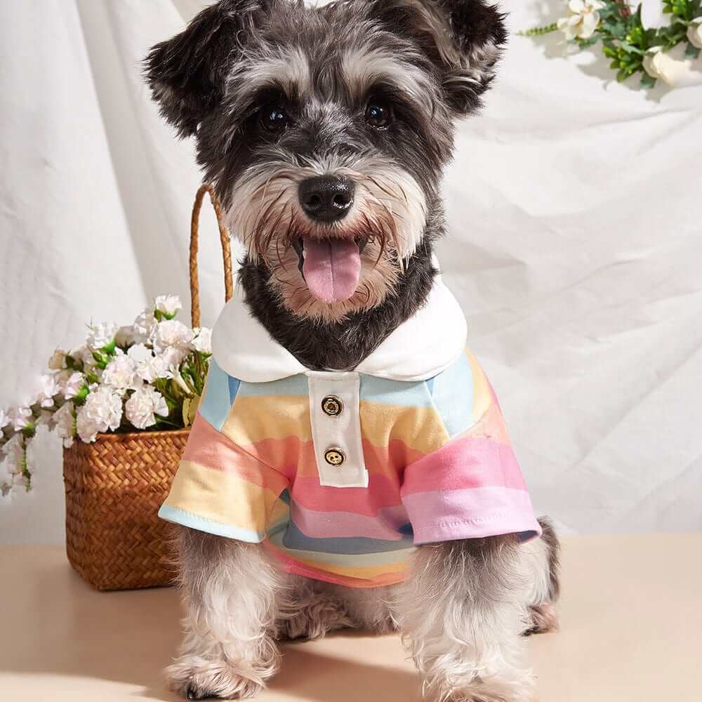 Sporty Stripe Pet Polo on a stylish Schnauzer, showcasing its trendy design and comfy fit for small dogs.