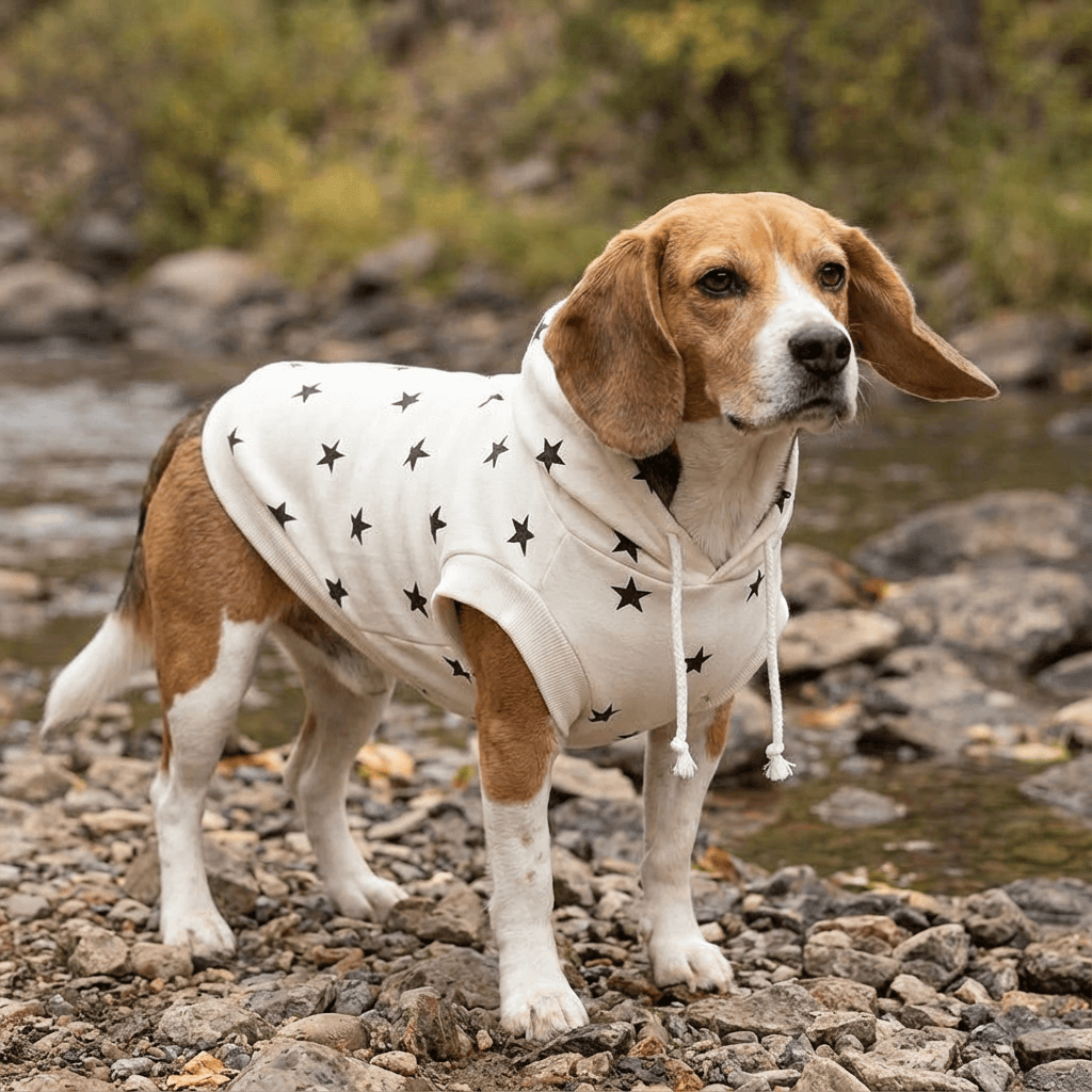 Star Printed Dog Hoodie on a Beagle by a river, featuring a comfy fabric and no-hassle slip-on design, perfect for adventure.