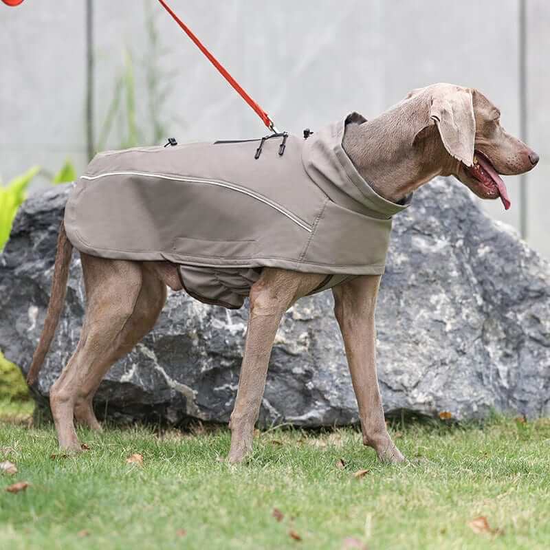 StormGuard Luxe Dog Coat on a dog, providing waterproof protection for outdoor adventures.