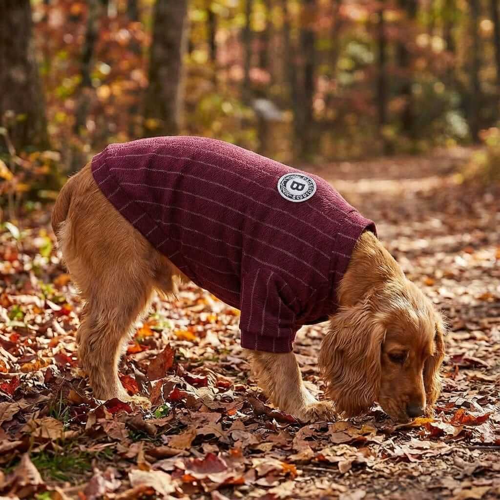 Striped Baseball Dog Jacket on a dog exploring a path covered in autumn leaves, showcasing comfort and style by Dogs & Cats.