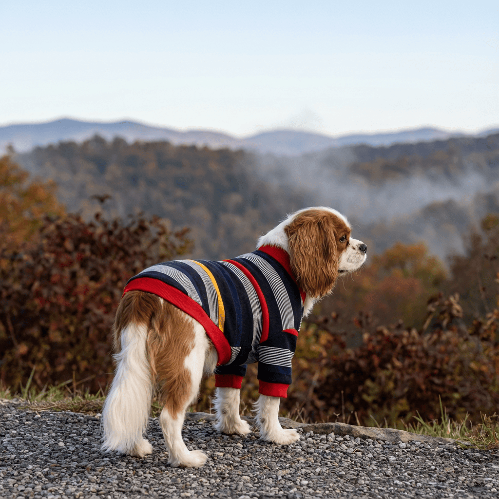 Striped Button Up Dog Sweater on a dog, features breathable short sleeves, cozy for dogs and cats.