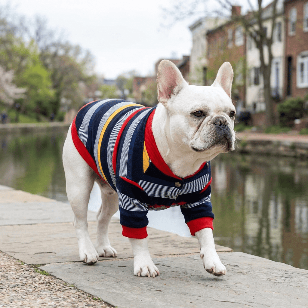 A dog wearing a Striped Button Up Dog Sweater walks by a canal, featuring colorful stripes and button closure.