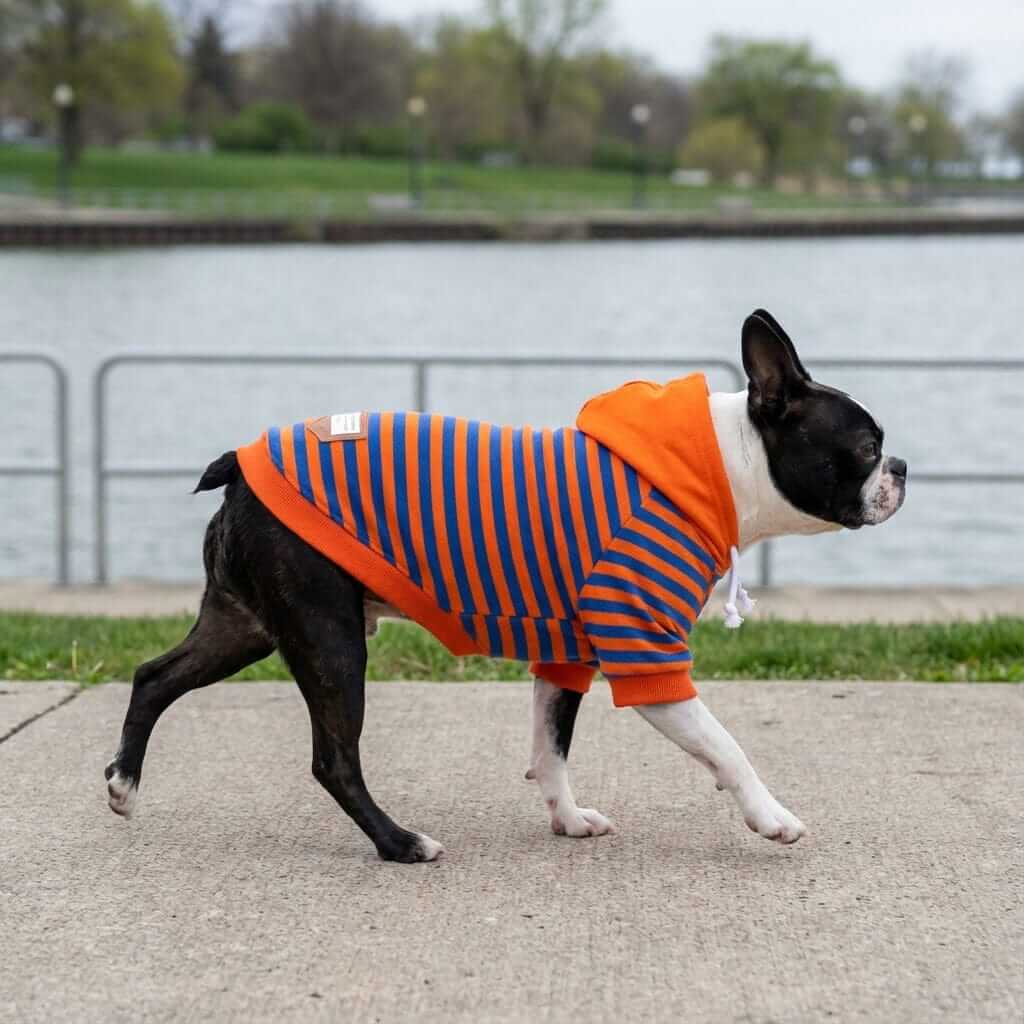 Striped Short Sleeve Dog Sweater on a Boston Terrier by Dogs & Cats brand, featuring breathable fabric and a cozy fit.