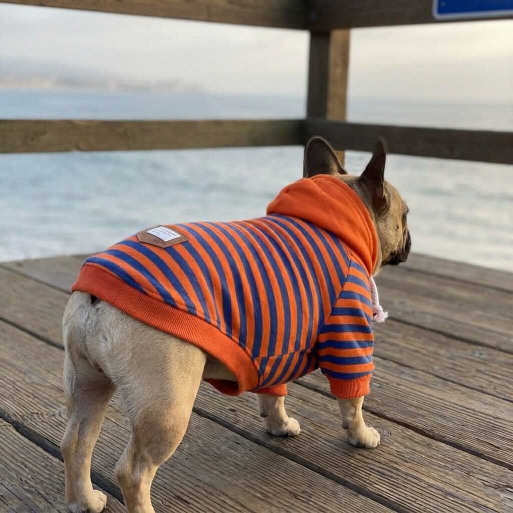 Striped Short Sleeve Dog Sweater on a French Bulldog, featuring a breathable design and cozy feel for dogs.