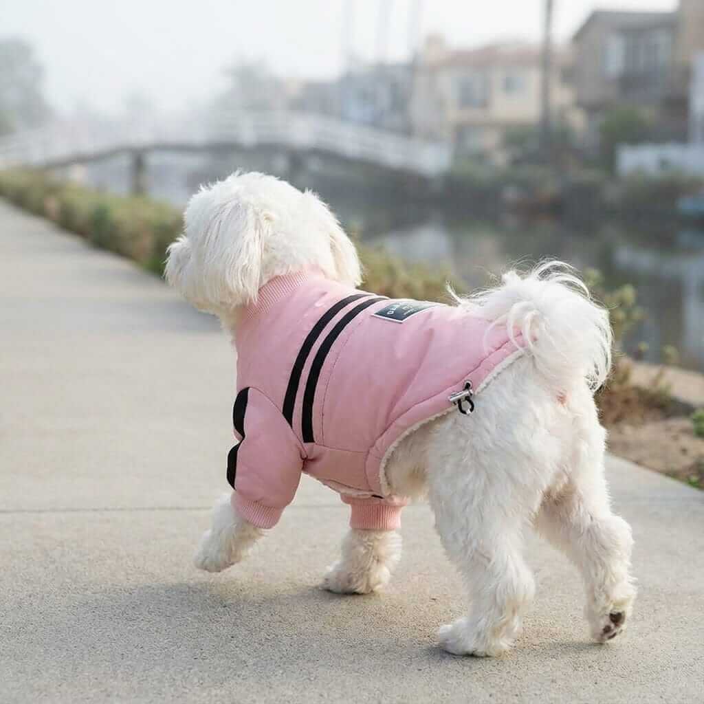 Striped Two-legged Dog Coat on a small white dog walking by the water, perfect for winter with a warm, lightweight design.