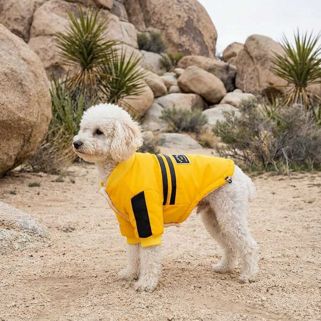 Striped Two-legged Dog Coat on a fluffy dog outdoors, featuring breathable fabric and a cozy design from Dogs & Cats.
