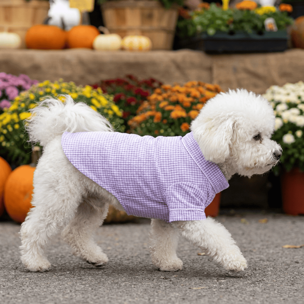 Adorable dog in Summer Plaid Dog Pajamas walking in garden with colorful flowers and pumpkins.